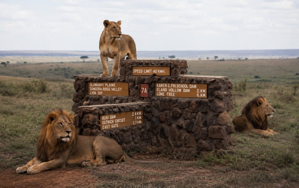Lions resting on the savannah in Nairobi National Park, Kenya safari