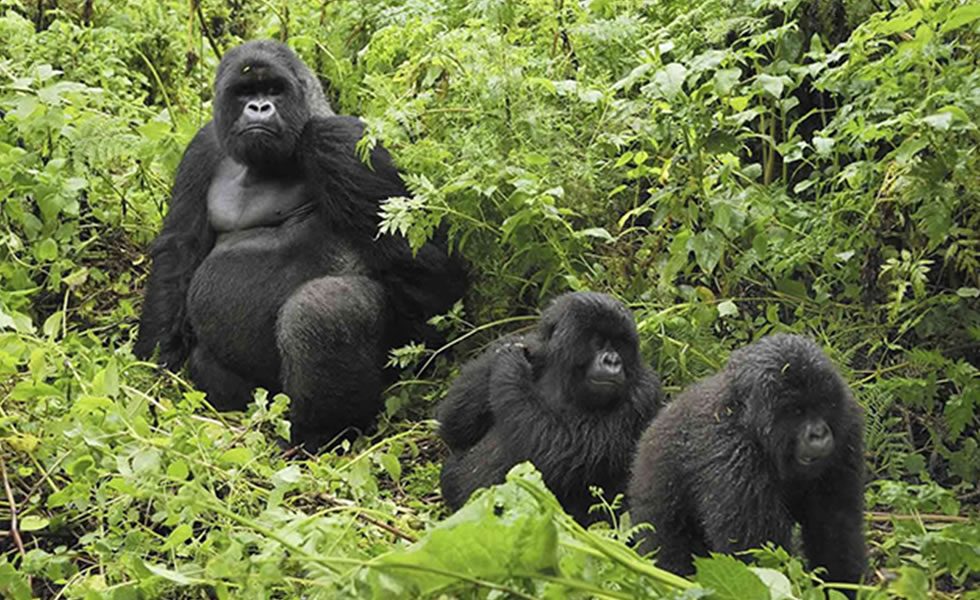 A mountain gorilla family in Volcanoes National Park, Rwanda